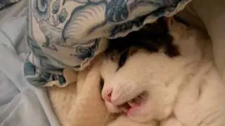Cat Singing 