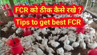 What to do to get best FCR/result with proof .