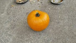 Update on farmer squirrel's pumpkin plant, harvesting our pumpkin finally (OFL 1318)