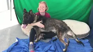 Training | LA's Dog Trainer | Dog Training Los Angeles