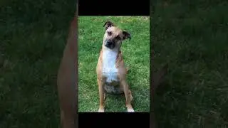 Black Mouth Cur