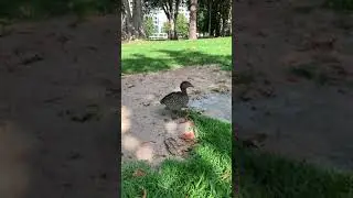 Maned goose