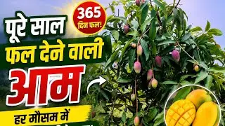 Top 3 Baramasi Aam | All Time Mango| बारहमासी आम | sadabahar mango 