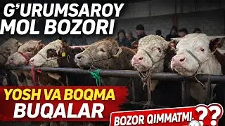 👉G’urumsaroy mol bozori 2026| Ko’chat va boqma buqalar narxlari