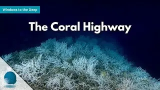 Windows to the Deep: The Coral Highway