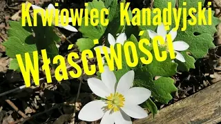 90. Krwiowiec Kanadyjski Sanguinaria Canadensis Właściwości