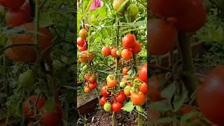 #tomato Vertical Farming #agriculture farming #tomatoes #tomato #verticalfarming #farming