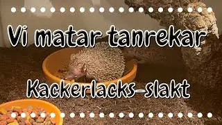 Vi matar tanrekar - De slukar kackerlackor