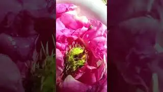 Pink 💗 Lady🌹Rose 🕊️ #wildlife #pink #rose #bug #italian #experimental #reels #art #youtube #flowers