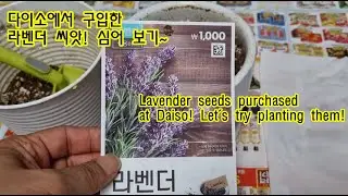Planting lavender seeds purchased at Daiso!