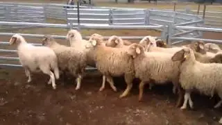 Awassi X sheep meat or dairy production