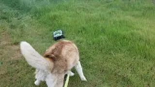 Husky dog attacks RC car.