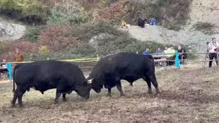 Korida jaruske gornje