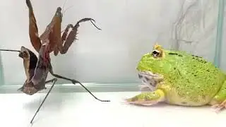 the green Pacman frog vs mantis