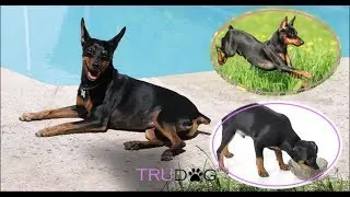 The Ultimate Guide To Caring For A Miniature Pinscher