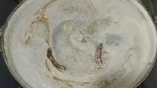 पहाड़ी गहत कुल्थ  के डुबके Ghaat kulth ke Dubke