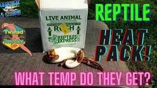 Reptile Shipping Packs! How Hot Do They Get???