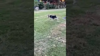 Cute Beagle puppy playing with his master