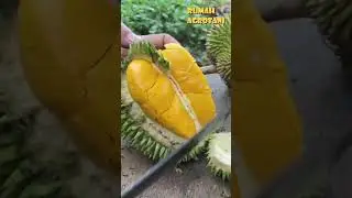 Durian Petruk Andalan Indonesia