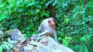 Shy Monkey