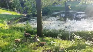 Little geese swimming & hanging around a pond in the park ~ relaxing piano music 