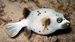 Аротрон черноточечный Arothron nigropunctatus Blackspotted pufferfish