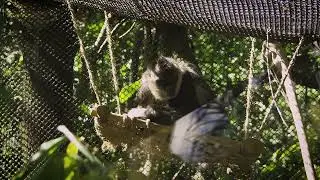 Monkey 4k Ultra Video || Monkey Meeting Video | Monkey Lifestyle | Animal World | Monkey Part 35 ||