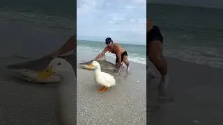 SHARK ATTACKED MY DUCK! 🦈