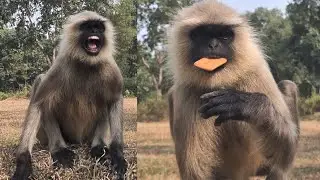 Amazing Gray Langur Moments in Nature 🐒 | Real Wildlife Behavior Caught on Camera. #langur 