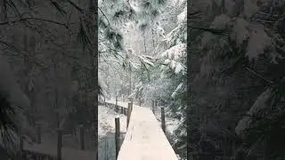 ​Satisfying Snow Walk Sounds ❄️👣 ​#nature #asmr #winter #snow #relaxing #peaceful #forest
