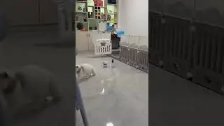 Smart Automatic Laser Cat Toy | 360&deg; Rotating Interactive Pet Entertainer