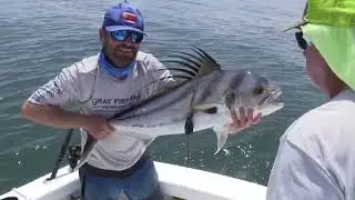 2022 GFR Rooster Fish Sat Tag Study Fisherman Magazine