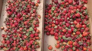 Америка. Сиэтл. Remlinger Farms. Strawberry U-pick #3
