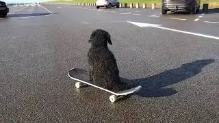 When a poodle steps on a skateboard