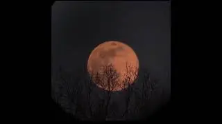 Full Moon Rising Over Trees
