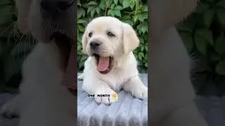 One month Vs 1 year Labrador transformation #feed #doglover #dog #shots #pets #dogbreed
