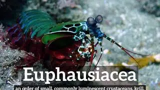 How to Say Euphausiacea in English? | How Does Euphausiacea Look? | What is Euphausiacea?