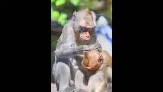 Monkey mommy take care her son