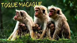 Toque Macaque- Sri Lankan Unique & Lively Primate
