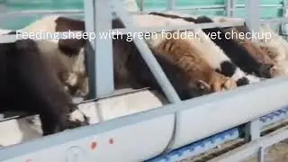 Kenguri Sheep Fattening in farm