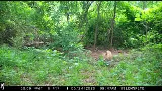 WildmanPete Fox Pup with Food in Mouth