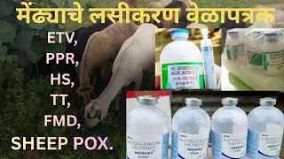मेंढ्याचे लसीकरण वेळापत्रक। मेंढ्याना कोणकोणते लसीकरण केले जाते। #मेंढीपालन #sheepfarming #sheep 