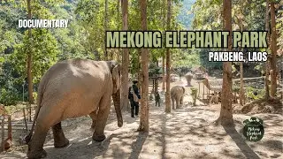 Inside Mekong Elephant Park – Documentary about Protecting Elephants, Forests & People (2024)