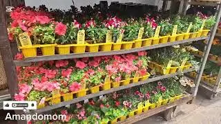 LOOKING FOR SWIMMING POOL PAINT || BUYING PLANTS 