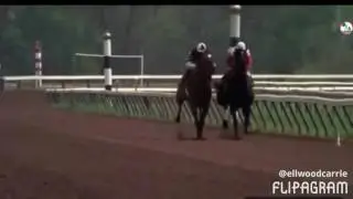 Racehorse Breakdowns (Including: Ruffian's Breakdown and Barbaro)