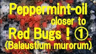 The Result of bringing peppermint-oil closer to Red Bugs(Balaustium murorum)1