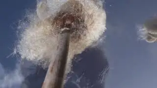 Bullrushes
