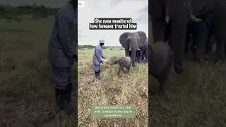 Orphaned Baby Elephant Finds a New Family 🐘💚