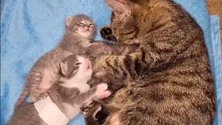 The kittens play while mom takes care — this is what feline love looks like 🐾❤️