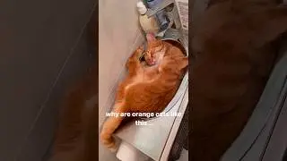 #42 Cute Cat videos 😻😻 #fails #funny #moments #reels